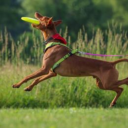 Pharaoh Hounds from Kumia Kennel
