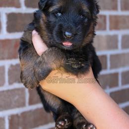 Purple Collar - Sable female German Shepherd puppy in Mount Vernon, Missouri from German Haus German Shepherds LLC