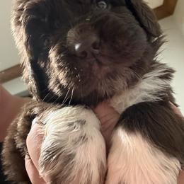 Trixie - Brown female Newfoundland puppy in Saukville, Wisconsin from Crossroads Canines ~ Newfoundland Dogs