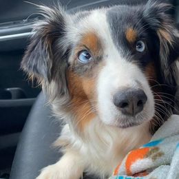 Miniature American Shepherds and Miniature Australian Shepherds from IGY6 Aussies