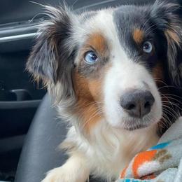 Miniature American Shepherds and Miniature Australian Shepherds from IGY6 Aussies