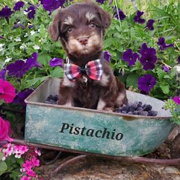 Pistachio - Miniature Schnauzer puppy in Vernal, Utah from High Uinta Schnauzers