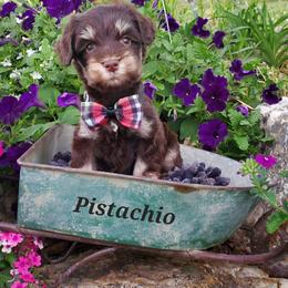 Pistachio - Miniature Schnauzer puppy in Vernal, Utah from High Uinta Schnauzers