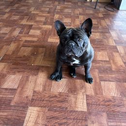 Layla - French Bulldog