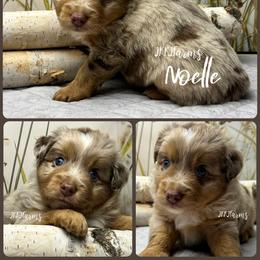 (4) Noelle, RMF - Red merle female Miniature American Shepherd puppy in Huntington, Texas from JKKJ Farms