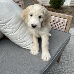 Goldendoodle Puppies from Simmons Goldendoodles