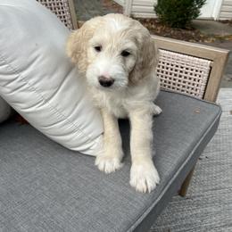 Goldendoodle Puppies from Simmons Goldendoodles