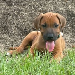 Harbor - Rd whtn blk nose male Rhodesian Ridgeback puppy in Montgomery, Texas from Timber Ridge Kennels
