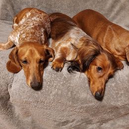 Dachshunds from Weiner Warriors