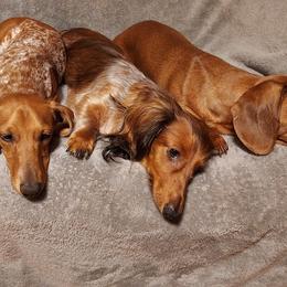 Dachshunds from Weiner Warriors