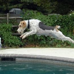 Wire Fox Terriers from Rick Cavanaugh