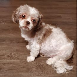 Shih Tzus from BAMS Lil Beauties