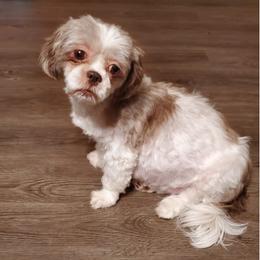 Shih Tzus from BAMS Lil Beauties