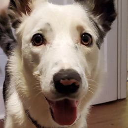 Border Collies from Shurcan Kennels