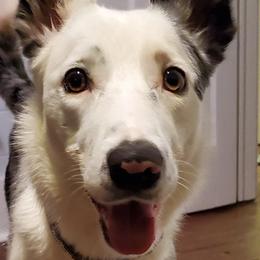 Border Collies from Shurcan Kennels