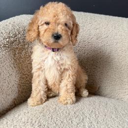 Daisy - Cream female Goldendoodle puppy in Lowville, New York from Adirondack Goldendoodles