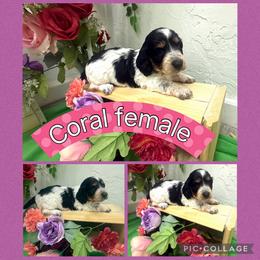 Coral - Piebald female Dachshund puppy in Elko, Nevada from Willow Creek Acres Dachshunds