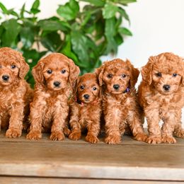 Cavapoo puppies from Sun Valley Goldendoodles