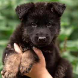 Sterling - Black and tan male German Shepherd puppy in Berwick, Maine from Vom Rindahaus Shepherds