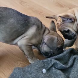 French Bulldogs from Tre Max French Bulkdogs