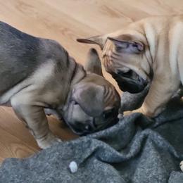 French Bulldogs from Tre Max French Bulkdogs
