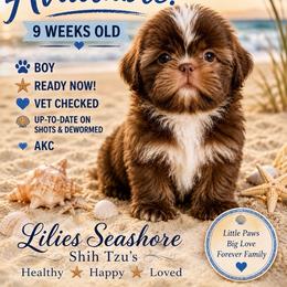 Boy 2 - Liver male Shih Tzu puppy in Manahawkin, New Jersey from Lilly’s Seashore Shih Tzus