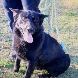 German Shepherds from A True Treasure