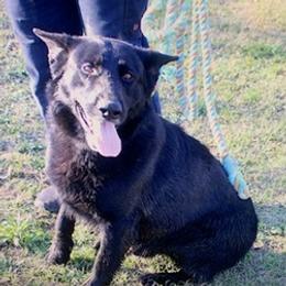 German Shepherds from A True Treasure
