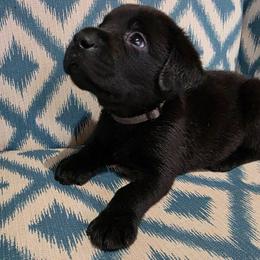 Grey collar male - Black male Labrador Retriever puppy in Holyoke, Massachusetts from Urban Oak Labradors LLC