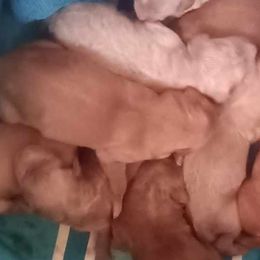 Goldendoodles from Bella's Beauties