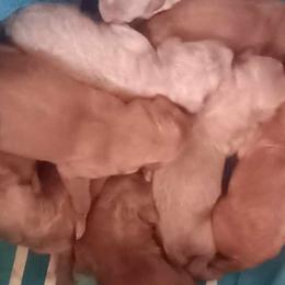 Goldendoodles from Bella's Beauties