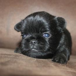 Girl 1 - Black female Brussels Griffon puppy in Huntsville, Alabama from Tammy's Brussels
