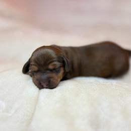Autumn - Chocolate and cream female Dachshund puppy in Weatherford, Texas from Boujee Dachshunds