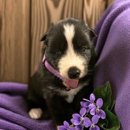Girl 4 - Black and white female Siberian Husky puppy in Sherwood, Oregon from Whiskey River Siberians