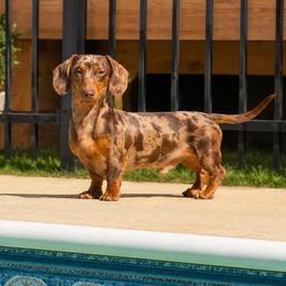 Drako - Dachshund