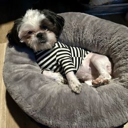 Little cow - Shih Tzu