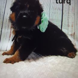 TURQUOISE - Black and red female German Shepherd puppy in Gustavus, Ohio from Cross Kreek Kennels