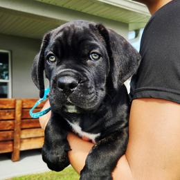 Emanuel - Black brindle male Cane Corso puppy in Palm Coast, Florida from Northgold Cane Corso