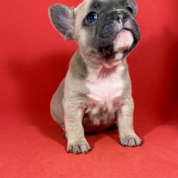 Zuri - French Bulldog puppy from Felicia's French Bulldogs