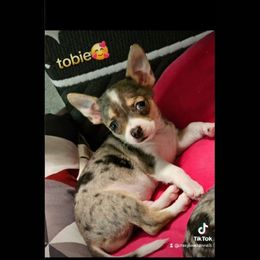 Tobie - Merle male Chihuahua puppy in Meridian, Oklahoma from Crazy Love Kennels
