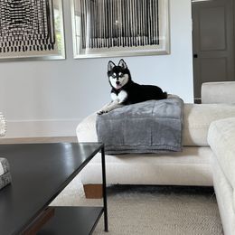 Alaskan Klee Kai Puppies from Lucky Charm Farms