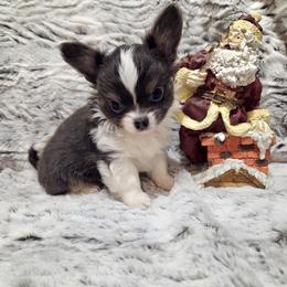 Tiny blue white boy - Blue and white male Chihuahua puppy in Richmond, Virginia from Breens