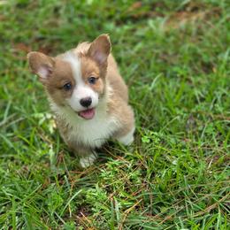 Camilo - Sable and white male American Corgi puppy in Tallahassee, Florida from Koko's Korgis