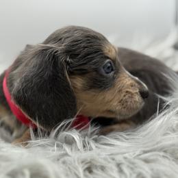 Juliet AKC limited - Blue and cream female Dachshund puppy in Bartlesville, Oklahoma from OkieDokieDox