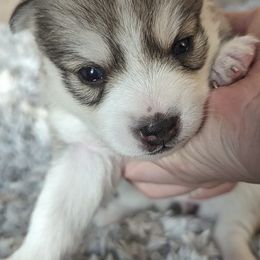 Companion Crosses from Minneapolis Fabulous Pomskies