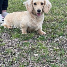 Nevaeh - Dachshund