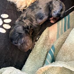 Gilligan - Blue merle male Bernedoodle puppy in Irmo, South Carolina from Kava Kennels
