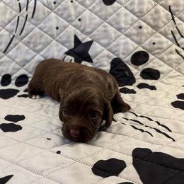 Mocha - Chocolate female Dachshund puppy in Pearland, Texas from Texas Dachshund Dreams
