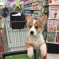 Pembroke Welsh Corgi Puppies from Coyote Creek Corgis