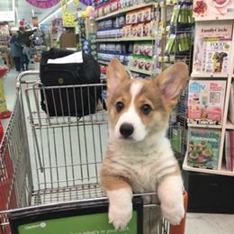 Pembroke Welsh Corgi Puppies from Coyote Creek Corgis